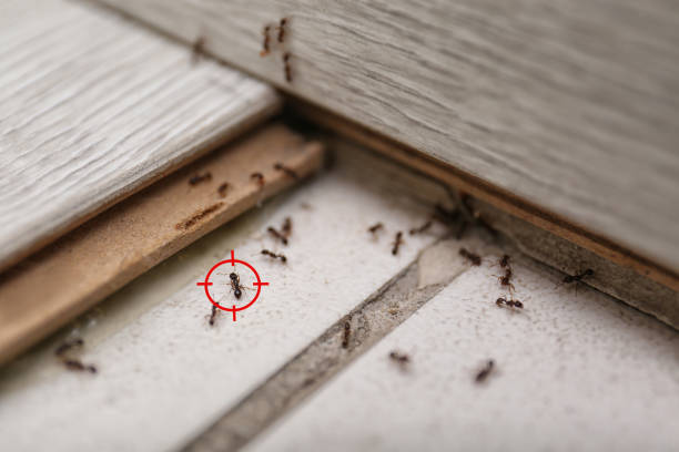 Best Residential Pest Control  in Tuscumbia, AL